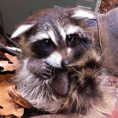 a raccoon that is laying down on some leaves and looking at the camera