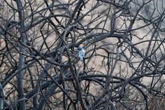 a small blue bird sitting on top of a tree branch covered in black branches with no leaves