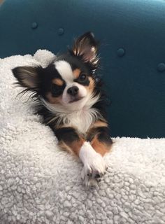 a small dog sitting on top of a white blanket next to a blue chair and looking at the camera