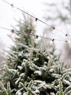 a christmas tree covered in snow with lights hanging from it's branches by an evergreen