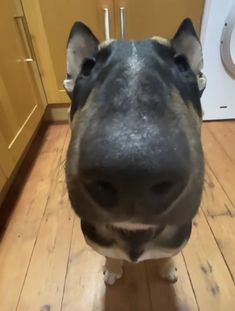 a close up of a dog's face on a wooden floor in a kitchen