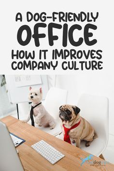 two dogs sitting at a computer desk with the caption, a dog - friendly office how it involves company culture