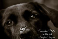 a black dog with a wedding ring on it's nose