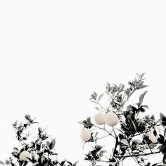 black and white photograph of fruit growing on tree branches with sky in the back ground