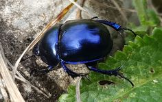 a blue beetle sitting on top of a green leafy plant next to a rock