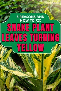 Snake Plant Leaves Turning Yellow Snake Plant Care, Garden Help, The Snake, Low Light, Plant Care, Soil