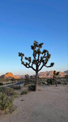 a joshua tree in the desert with mountains in the background