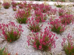 many pink flowers are growing on the ground