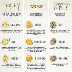 the different types of bees are labeled in this diagram, including honey and other things