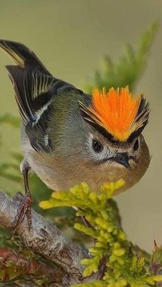 a small bird with an orange mohawk on its head sitting on a tree branch in the forest