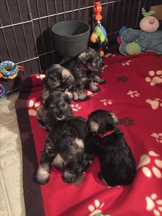 four puppies are laying on a red blanket