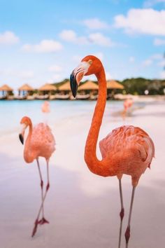 two flamingos are standing on the beach and one is looking at the other side