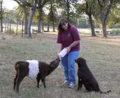 a woman feeding two baby goats in a field with trees and grass behind her, while another dog looks on