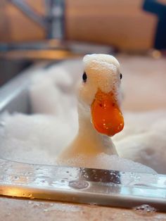 a duck in a bathtub with foam on it's head