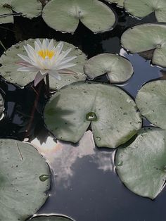 beautiful lily pads in blue water with flowers Lake Drawing Aesthetic, Lake Lily Pad, Reference Scenery Photos, Water Lily Reference, Lillypads Aesthetic, Background Reference Photo Nature, Art Reference Plants, Lake Drawing Reference, Art Reference Landscape Photo