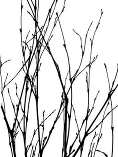 black and white photograph of branches with no leaves on them, against a white background