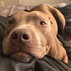 a close up of a dog laying on a bed