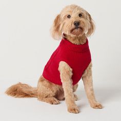 a small dog wearing a red sweater