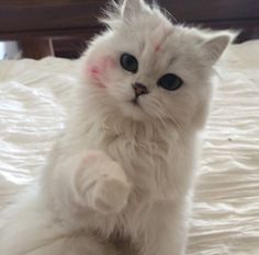 a white cat sitting on top of a bed with it's paws in the air