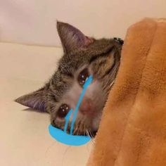 a cat laying on top of a couch next to a brown blanket and a blue frisbee