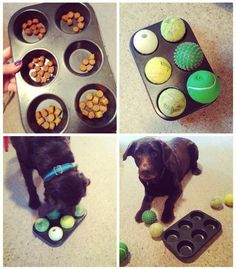 there are four pictures of dogs playing with their toys in the same place, and one is eating out of a muffin tin