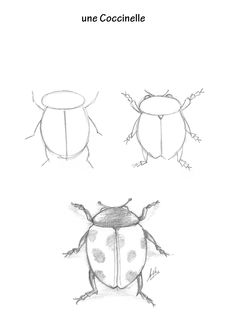 three different types of bugs on a white background with the words,'une coccinell