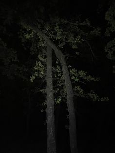 two tall trees standing in the dark with no leaves on them and one tree is lit up