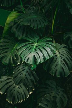 large green leafy plants in the jungle