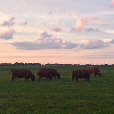 three cows are grazing in a field at sunset