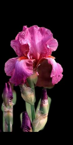 a pink flower is blooming in front of a black background