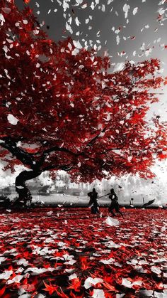 two people in a boat under a tree with red leaves on the ground and white clouds