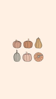 pumpkins and gourds on a pink background