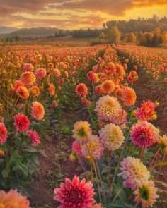 a field full of colorful flowers with the sun setting in the distance behind it and trees