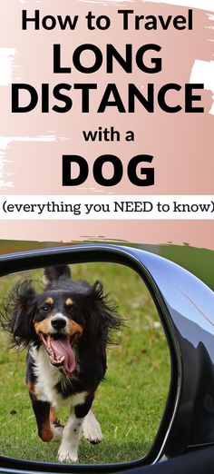 a dog is reflected in the side mirror of a car with its tongue hanging out