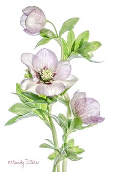 Hellebore | Mandy Disher | Flickr Faeries Art, Journals Ideas, Botanical Watercolor, Botanical Drawings