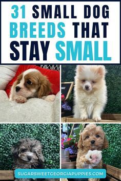 Dogs Small Breed, Small Dog Must Haves, Small Dogs That Dont Shed, Small Puppy Breeds, Mini Dogs Breeds, Smallest Dog Breeds, Small Dogs For Sale, Dog Breeds Chart, Cutest Dog Breeds