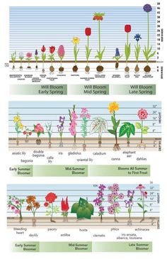 the different types of flowers that are in each planter's garden, and how to grow them