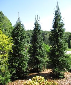 three evergreen trees are in the middle of a field