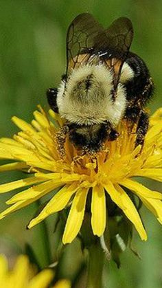 a bee sitting on top of a yellow flower