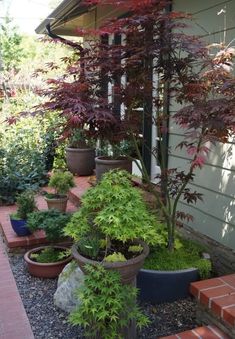 several potted plants and trees in front of a house