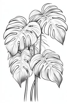 a black and white drawing of some tropical plants with large leaves on the stems,