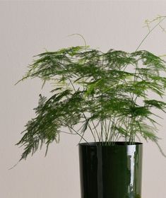 a green plant in a black vase on a table