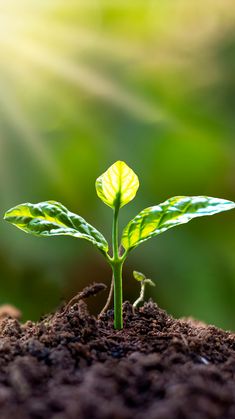 a young plant sprouts from the soil in front of green leaves and sunlight