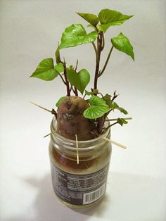 a potted plant in a jar with stick sticking out of it's top