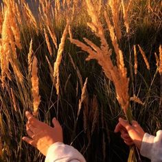 two people reaching out their hands to touch some tall grass