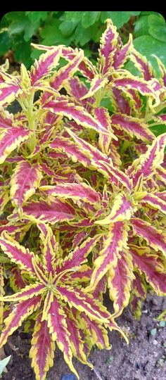 a close up of a plant with red and yellow leaves in the dirt near some plants