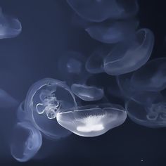 some jellyfish are swimming in the water and it looks like they're floating