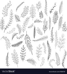 various plants and leaves drawn by hand