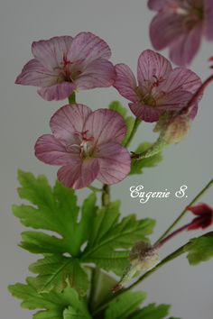 some pink flowers are in a vase with green leaves and the words elegance s written on it