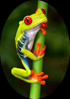 a red eyed tree frog sitting on top of a green plant with its eyes open